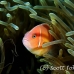anemonefish_pink_bs_h_0705_png509.jpg